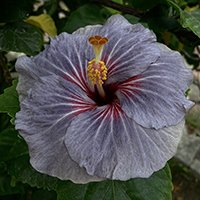 Taiwan Purple Witch - Cutting